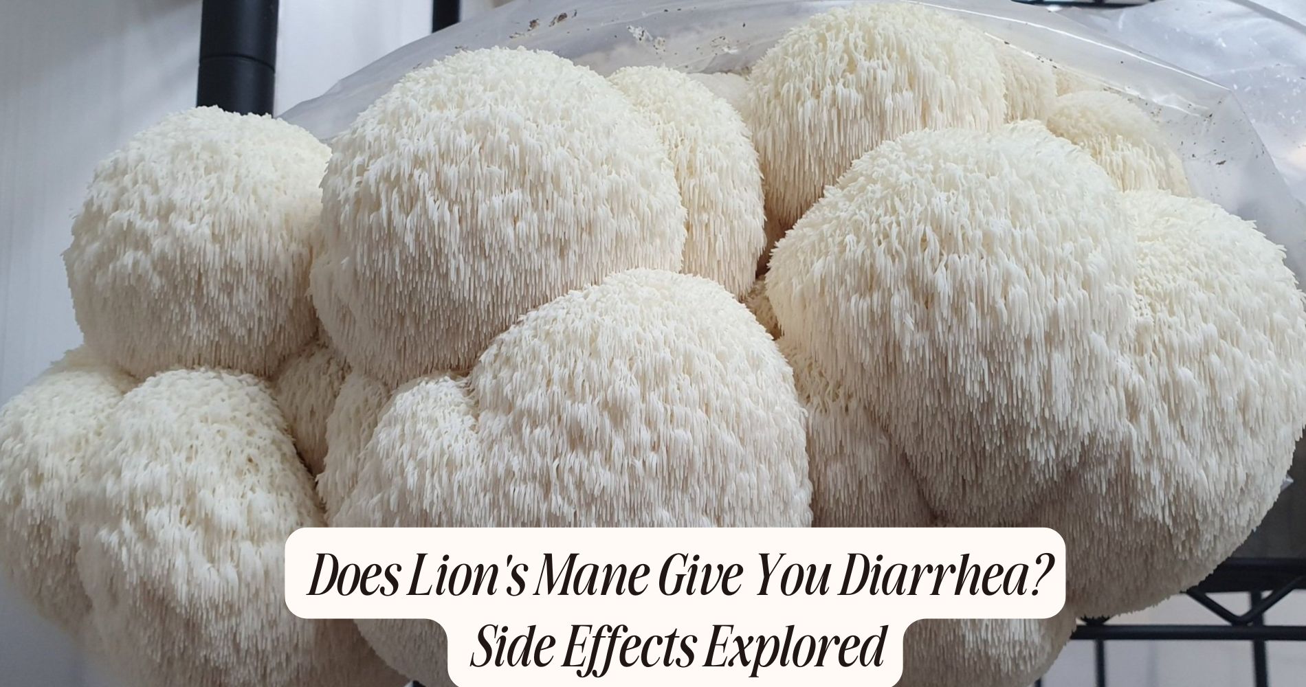 lion's mane for ms