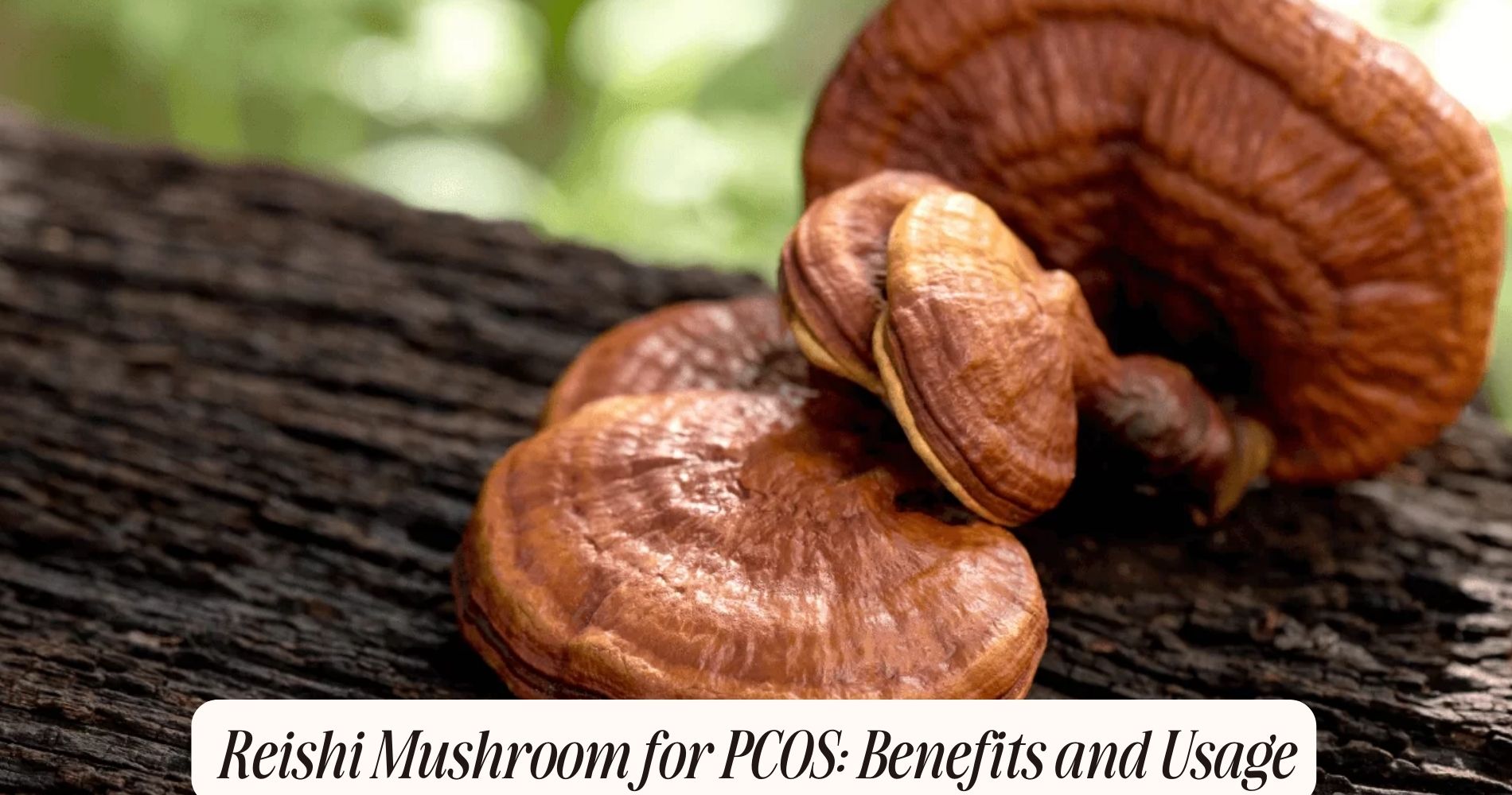 reishi mushroom for pcos
