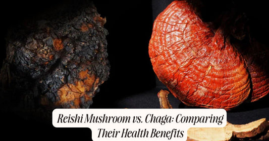 reishi mushroom vs chaga