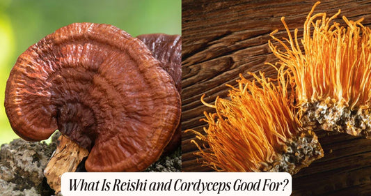 What is reishi and Cordyceps good for?