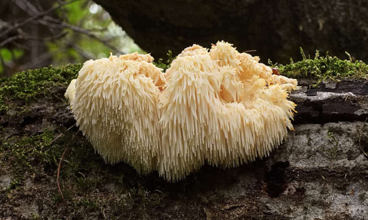 how long does it take for lions mane to work